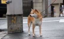 South Korea is considering ban on dog meat