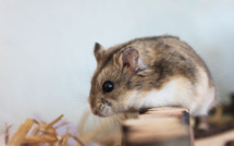 Thousands of hamsters to be killed in Hong Kong over suspected spread of COVID-19