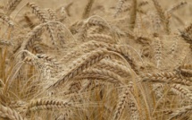 Iraq to make $100m emergency wheat purchase amid rising prices