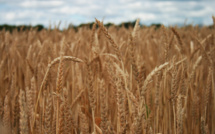 Chinese authorities allocate $253M to support stable wheat production