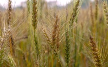 World wheat prices drop eight percent after the grain deal