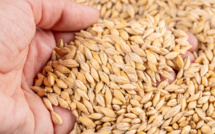 UN questions possibility of extending Grain Deal