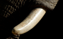 Vietnamese Customs Confiscated a Ton of Elephant Tusks