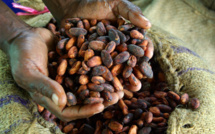 Chocolate Crisis, or What to Expect from Cocoa Beans Prices