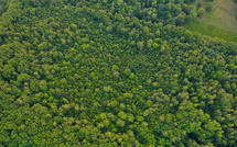 Microsoft-backed startup raises $160 million to remove carbon through forests